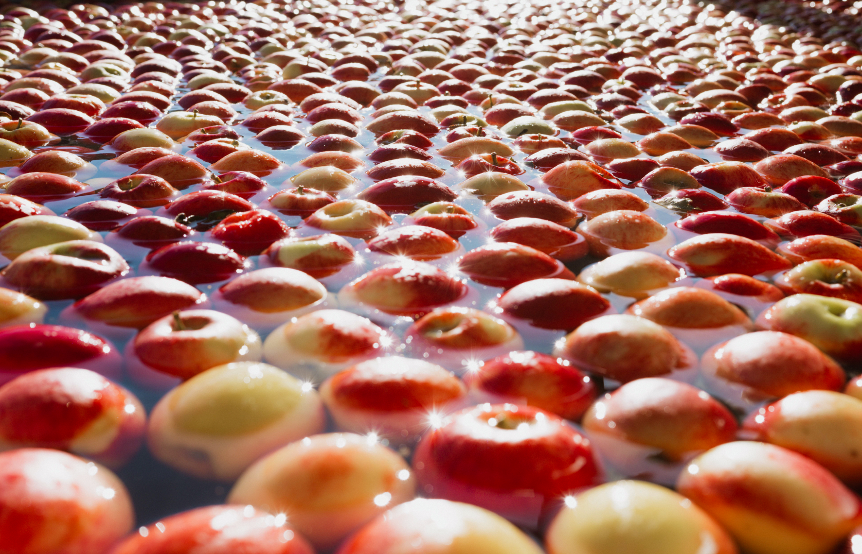 Crunchi apple close-up